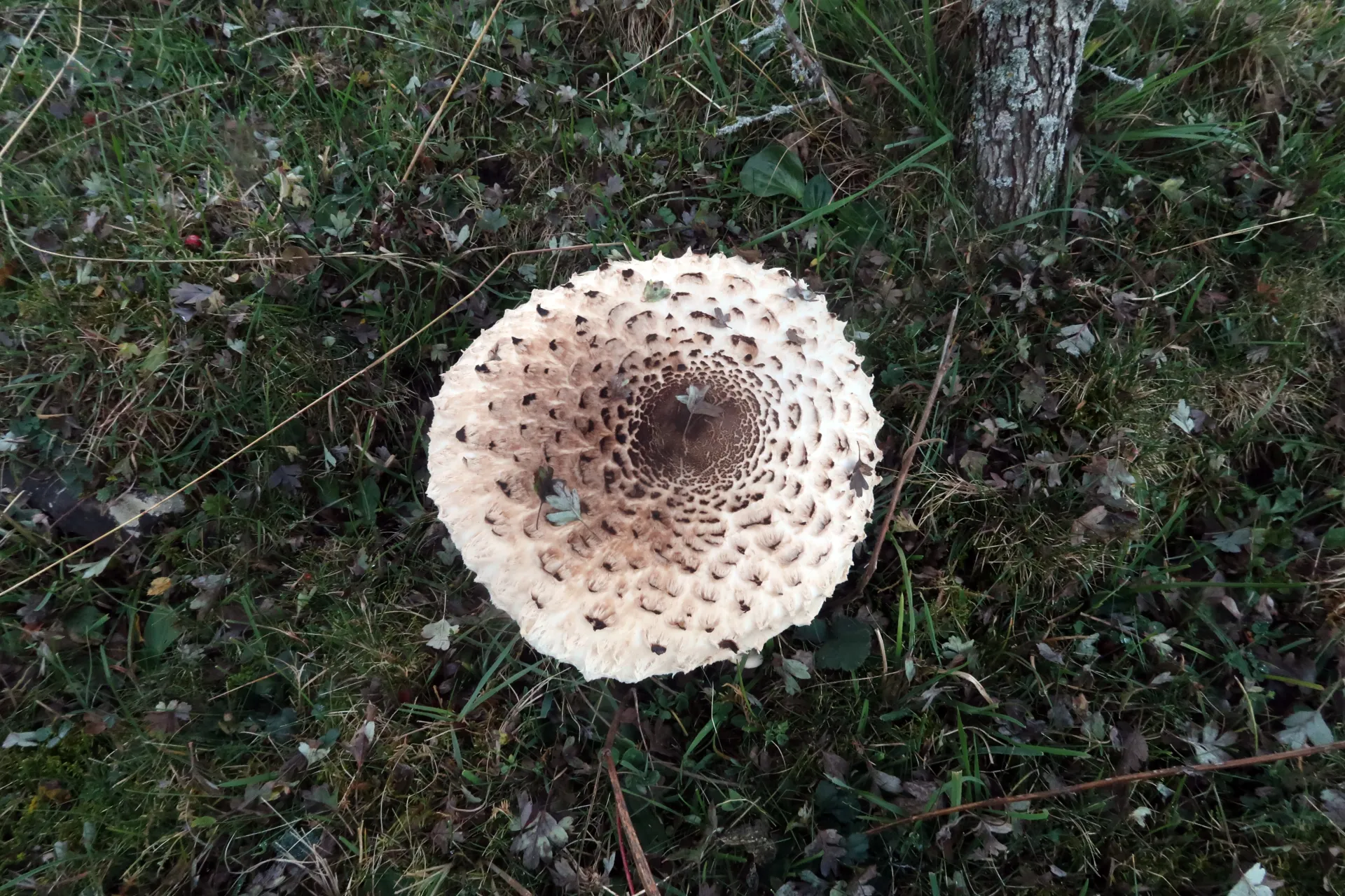 Macrolepiota procera - 1 - IMG_5657